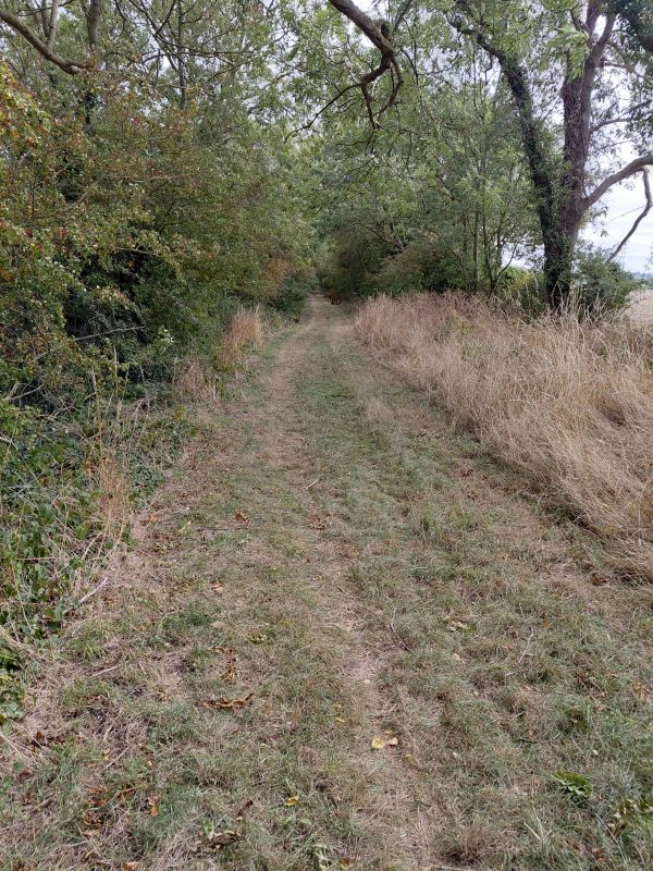 Roman Road Collingham, showing track and trees